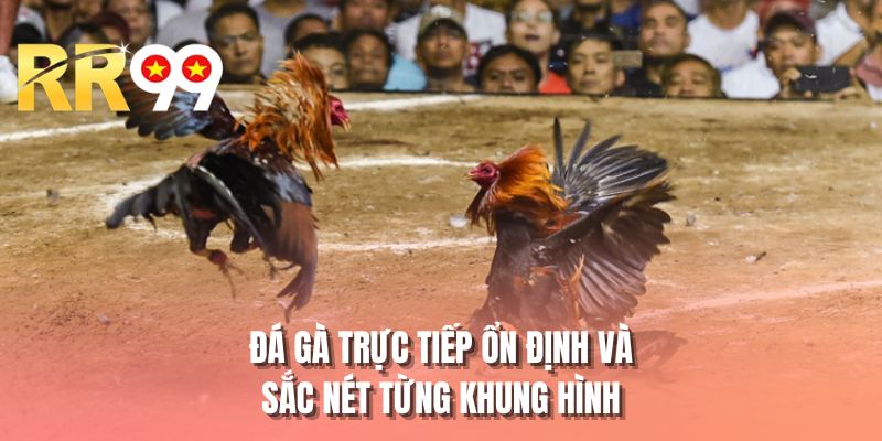 Đá gà trực tiếp ổn định và sắc nét từng khung hình